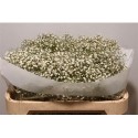 GYPS PA MILLION STAR 40 GRAM - .