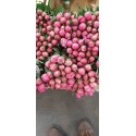 Pivoine Fuschia extra rouge - Oise
