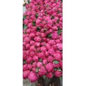 Pivoine Kansas - Midi