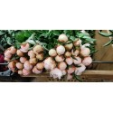 Pivoine pecher extra rouge - Oise