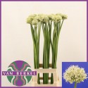 ALLIUM blanc GIANT - J.M. van Berkel BV