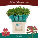 Alstroemeria Tania 40 gram - Miss...