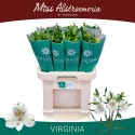 Alstroemeria virginia blanc 35 gram - Miss...