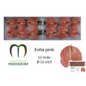 anthurium evita pink x 12 - AnthurMiddendorp