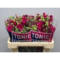 DI SOLOMIO DIXIE - TONIE Flowers