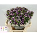 Dianthus BARB Sweet Bicolour 55996 - Van...