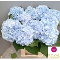 hortensia Verena bleu lengte 60cm - Royal...