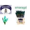 IRIS Smaragd - Supreme Flowers VOF
