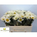 Leucanthemum vulgare 'Rheinblick' - Gebr...