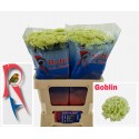 œillet gros Goblin 60 - Robin v.d. Hoorn