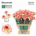 œillet gros SPRITZ - Divine Flowers