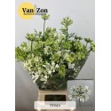 Orlaya 75 - v.Zon Bloemen&Siergrassen