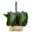 PHILOD vert BEAUTY - MDK Quality Greens