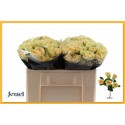R branchue BANDOLERO - Jewel
