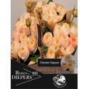 R branchue Chester50cm - Diepers Rosen