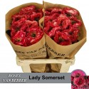 R GR Lady Somerset 60er - Rosen van Bebber