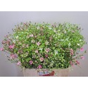 siléne per botte overig roze - W.C. van...