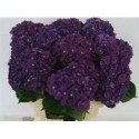 hortensia M CH MON AMO PA - Pico Bello...