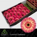gerbera HIPPIE CHIC - .