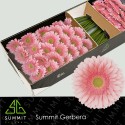 gerbera ROMELLA - .