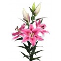 lilium BRANCUSI - .
