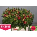 pivoine RED CHARM - .