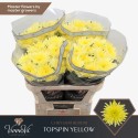 Chr G Topspin Yellow - VannoVa Master Growers