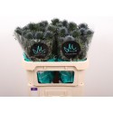 chardon Scorpius Questar - Marginpar / KD