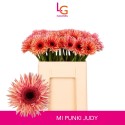germini PUNKI JUDY - Klein fust (555) - LG...
