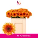 germini Punki Ruben - Klein fust (555) -...