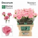 œillet gros NOOSA+ - Divine Flowers