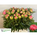 PIVOINE Coral sunset65 - Franico