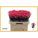 R branchue LOVELY LYDIA - Jewel