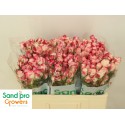 R branchue Sprayrose Reflex - Sand Pro...
