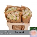 R GR Rosa Cornwall 50 er - Rosen van Bebber