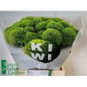 poete KIWI MELLOW - TONIE Flowers