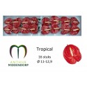anthurium Tropical rouge x 16 -...