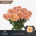 deco Baltica Salmon - VannoVa Master Growers