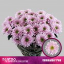 deco COMMANDER PINK - Zentoo