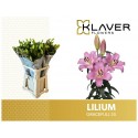 lilium GRACEFULL - Klaver Flowers