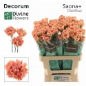 œillet gros SAONA+ - Divine Flowers