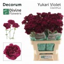 œillet gros YUKARI VIOLET - Divine Flowers