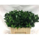 Ruscus Hypophyllum - GreenFields R.L.