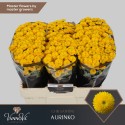 santini Aurinko - VannoVa Master Growers