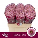 santini Doria Pink - van Helvoort Company