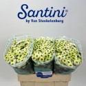 santini Maverick blanc - G van...