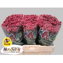 santini Tyolo Cherry - Monnikenwaard