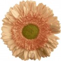 gerbera CARLITA - .