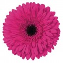 gerbera MADEIRA - .