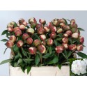 PIVOINE FESTIV MAXIMA 50 - Kwekerij De Kloe